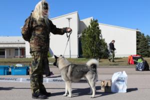 Harmaa norjanhirvikoira Ura om. Timo Koutonen