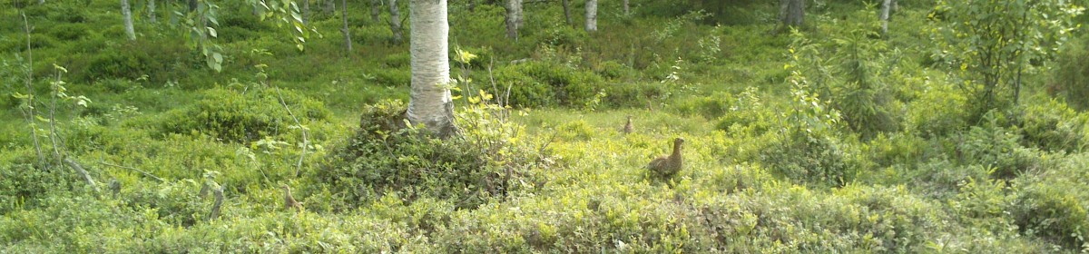 Joenkylän Metsästysyhdistys ry