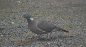 Bulu     