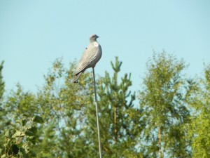 DSCN2268     
