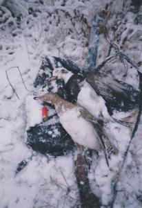 IMG_0083_1