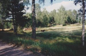 IMG_0096_2