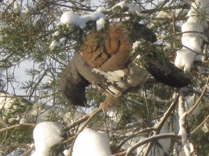 IMG_2597