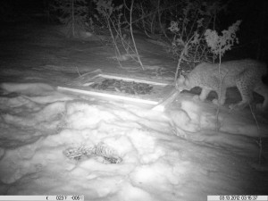 Riistakamera 13.3-12 009