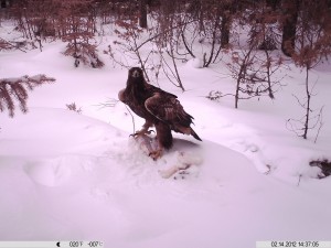 Riistakamera 16.2-12 013