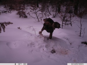 Riistakamera 16.2-12 066