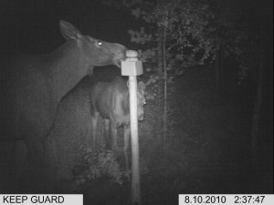 elokuu kylmäneva 099