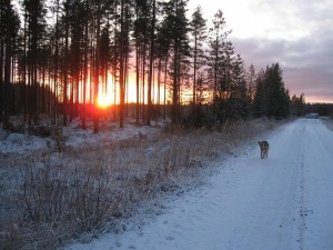 foxi