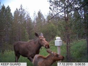 hermannin vasikka 047