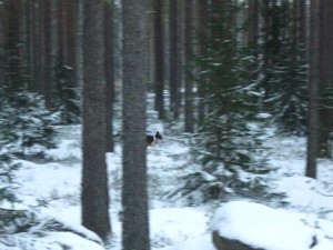 hurja