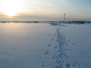 jälki