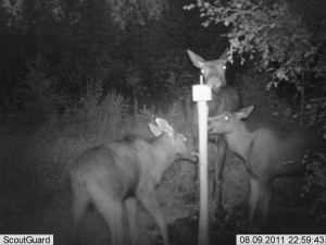 kylmäneva elokuu 11 092