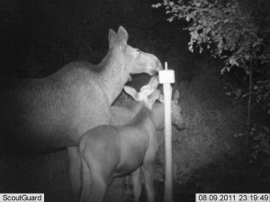 kylmäneva elokuu 11 145