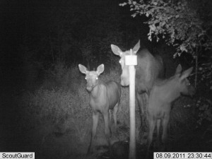 kylmäneva elokuu 11 161