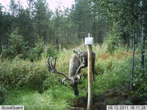 kylmäneva elokuu 11 253