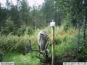 kylmäneva elokuu 11 254