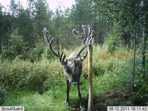 kylmäneva elokuu 11 255