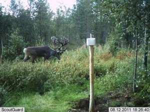 kylmäneva elokuu 11 257