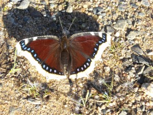 kylmäneva elokuu 11 419