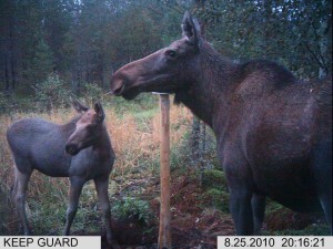 kylmäneva syyskuu 382