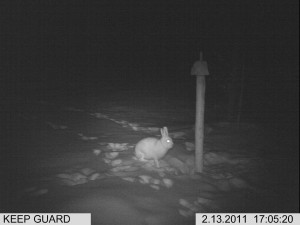 lisäkuvat riista 1 035