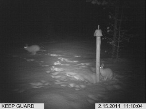 lisäkuvat riista 1 038