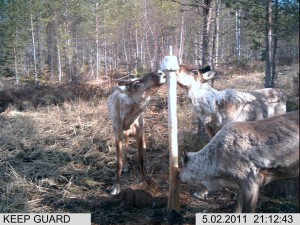 lisäkuvat riista 1 077