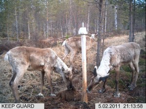 lisäkuvat riista 1 084