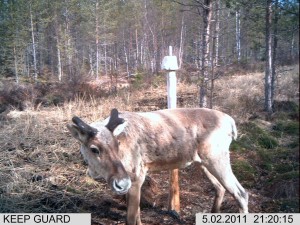 lisäkuvat riista 1 109