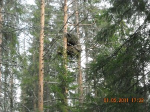 lisäkuvat riista 2 016