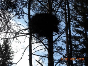 lisäkuvat riista 2 017