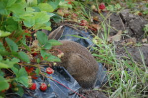 mansikkapupu6.7.2013 142