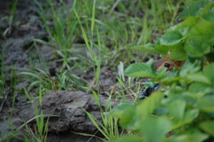 mansikkapupu6.7.2013 145