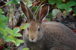 mansikkapupu6.7.2013 149