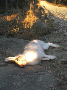 niäs
