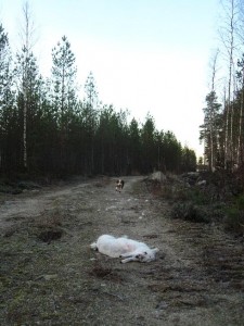 nänis.