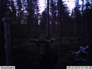 näätamaan hirvi 022