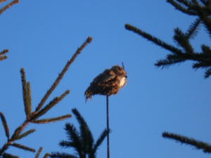 vaakkujahtia2011kevät 007